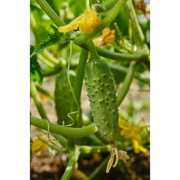 Cucumber  (32)-8858647-8871.webp